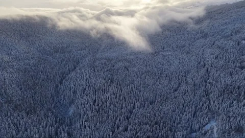Flying Through a Cloud Over a Winter Mountain Forest | 4K Drone Stock Footage 301081188