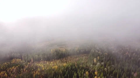 Flying through the clouds - forest, autumn trees Stock Footage 142159596