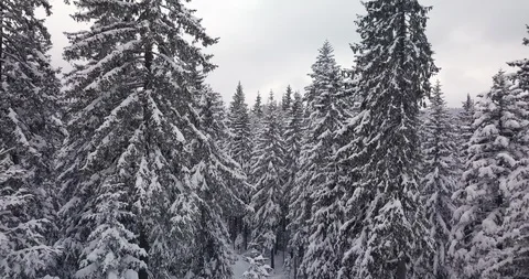 Flying Through the Conifer Pine Forest in Winter Stock Footage 87761864