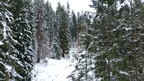 Flying through the coniferous forest in the mountains in winter Stock Footage 101144100