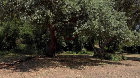 Flying through a cork tree Stock Footage 138480481