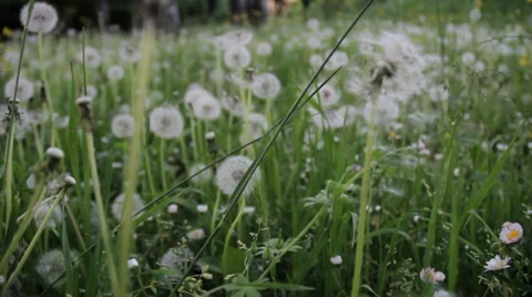Flying through dandelions 2 Видео 36346768