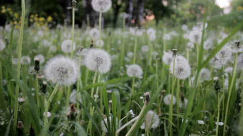 Flying through Dandelions Stock Footage 36346836