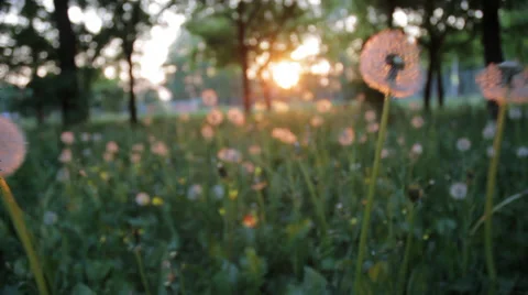 Flying through dandelions at sunset 2 Видео 36346891