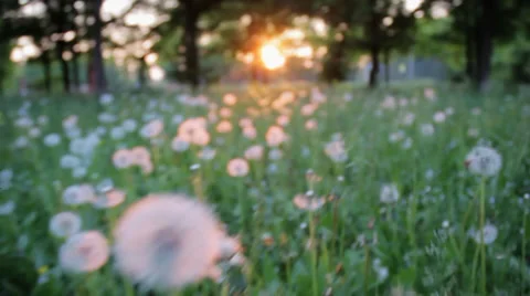 Flying through dandelions at sunset Видео 36345810