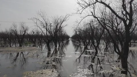 Flying through dead almond trees after a flood Stock Footage 288726980