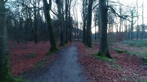 Flying Through Deciduous Trees During Twilight - Friesland, The Netherlands, 4K  Stock Footage 258629631