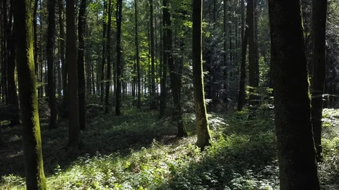 Flying Through Deep Forest Trees in the Woods Video stock 92681434