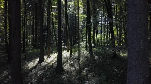 Flying Through Deep Forest Trees in the Woods Video stock 92684388