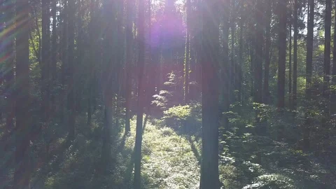 Flying Through Deep Forest Trees in the Woods Stock Footage 92685799