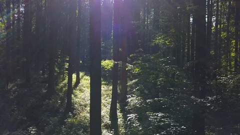Flying Through Deep Forest Trees in the Woods Video stock 92686780
