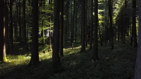 Flying Through Deep Forest Trees in the Woods Video stock 92687922