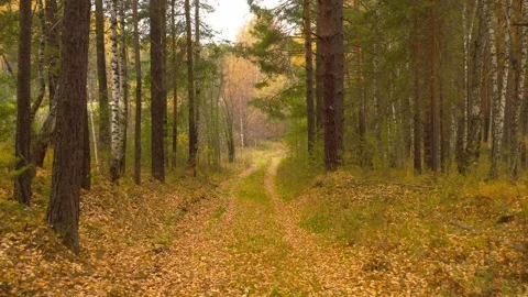 Flying through a dense forest. Stock Footage 150508488