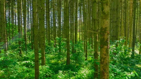 Flying through a dense forest Stock Footage 315751432