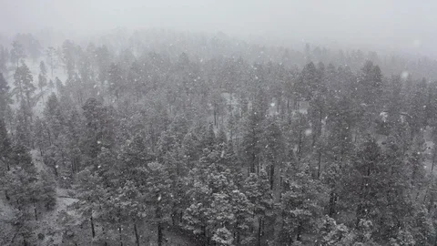 Flying through dense heavy blizzard snow over a thick forest of pines Stock Footage 127271821