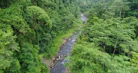 Flying through the dense Rainforest. Beautiful untouched Nature, Costa Rica Stock Footage 98941421
