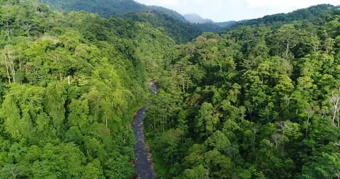 Flying through the dense Rainforest. Beautiful untouched Nature, Costa Rica Stock Footage 98941531