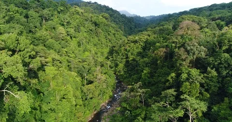 Flying through the dense Rainforest. Beautiful untouched Nature, Costa Rica Stock Footage 98941579
