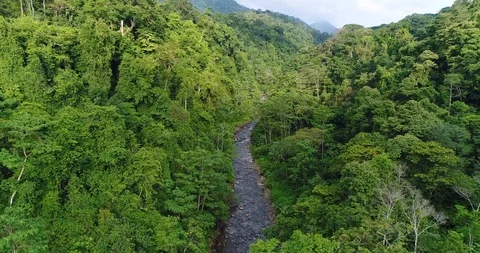 Flying through the dense Rainforest. Beautiful untouched Nature, Costa Rica Stock Footage 98941602