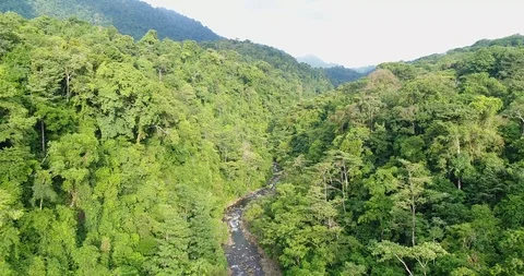 Flying through the dense Rainforest. Beautiful untouched Nature, Costa Rica Stock Footage 98942435