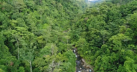 Flying through the dense Rainforest. Beautiful untouched Nature, Costa Rica Stock Footage 98942484