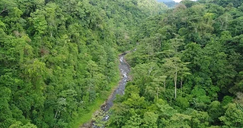 Flying through the dense Rainforest. Beautiful untouched Nature, Costa Rica Stock Footage 98942526