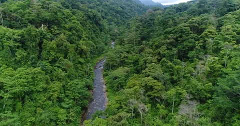 Flying through the dense Rainforest. Beautiful untouched Nature, Costa Rica Stock Footage 98942676
