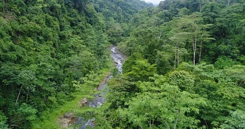 Flying through the dense Rainforest. Beautiful untouched Nature, Costa Rica Stock Footage 98943118