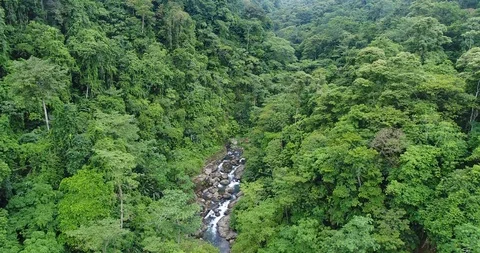 Flying through the dense Rainforest. Beautiful untouched Nature, Costa Rica Stock Footage 98943345