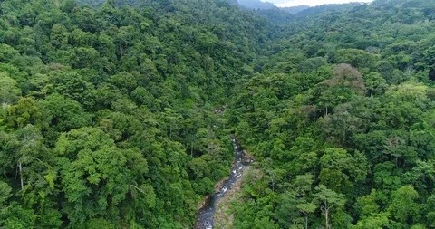 Flying through the dense Rainforest. Beautiful untouched Nature, Costa Rica Stock Footage 98943346
