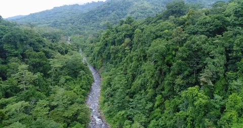 Flying through the dense Rainforest. Beautiful untouched Nature, Costa Rica Stock Footage 98943421