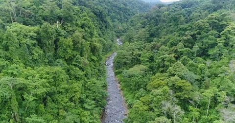 Flying through the dense Rainforest. Beautiful untouched Nature, Costa Rica Stock Footage 98943434