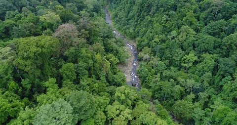 Flying through the dense Rainforest. Beautiful untouched Nature, Costa Rica Stock Footage 98943650