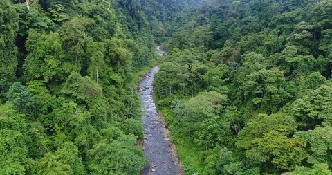 Flying through the dense Rainforest. Beautiful untouched Nature, Costa Rica Stock Footage 98943760