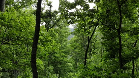 Flying through dense tree forest Stock Footage 167925465