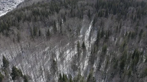 Flying Through Dried trees with Green Trees In The Moutains Stock Footage 146002509