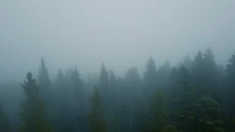 Flying through eerie forest  스톡 동영상 87622068