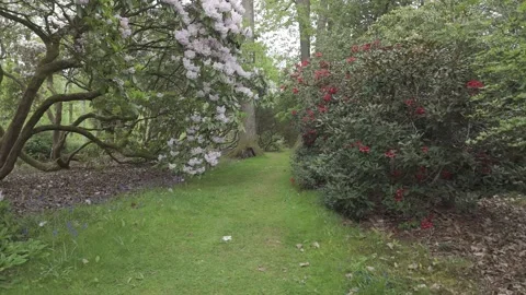 Flying through an established Rhododendron, Forest of Dean, Gloucestershire. Stock Footage 326676528