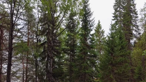 Flying Through Evergreen Coniferous Forest. Aerial View Stock Footage 115120282