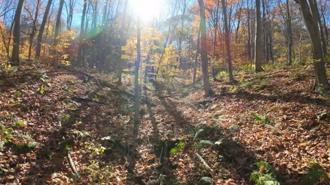 Flying through the fall Forest leaves Stock Footage 231899500