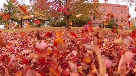 Flying through fall leaves Stock Footage