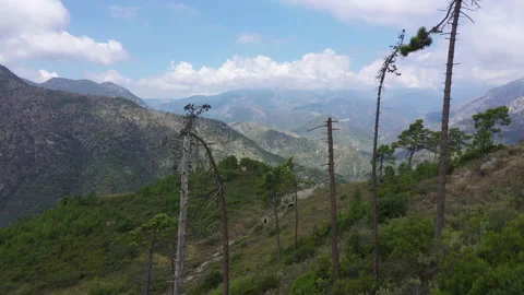 Flying through a few dead trees on mountain top in Italy. Stock Footage 138816896