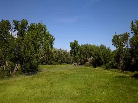 Flying Through Field and Over Trees Stock Footage 77239961