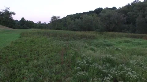 Flying Through The Field Stock Footage 68400305
