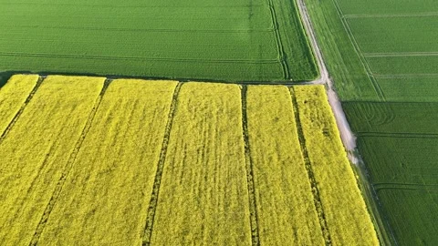 Flying through the fields of Rapeseed flower Stock Footage 337838452