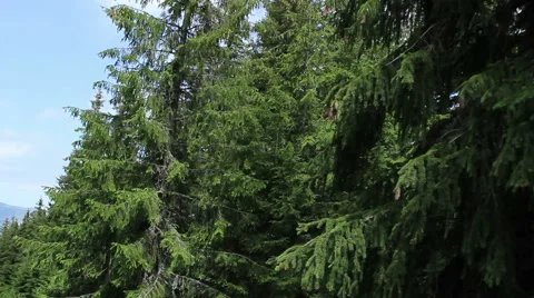 Flying Through Fir Forest Stock Footage 46114067