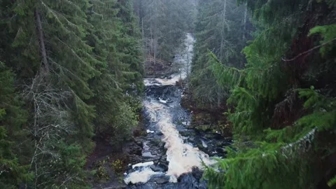 Flying through the fir trees over the seething river Stock Footage 142159637