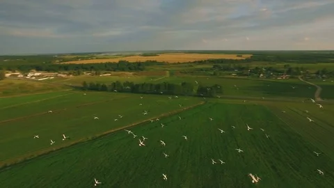 Flying through a flock of birds, storks, aerial Stock Footage 72133263
