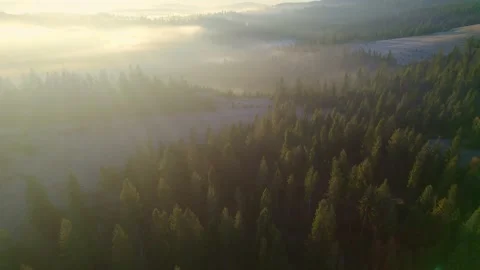 Flying through the fog above tree tops of pine forest. Warm sunrise in the woods Stock Footage 164111135