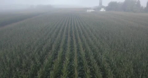 Flying through fog hovering above corn field in early September summer morning Stock Footage 138972963
